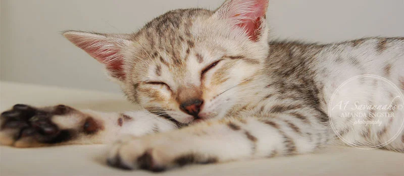 A1Savannahs Eliza SBT Female Savannah Kitten