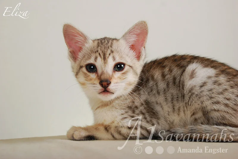 A1Savannahs Eliza SBT Female Savannah Kitten