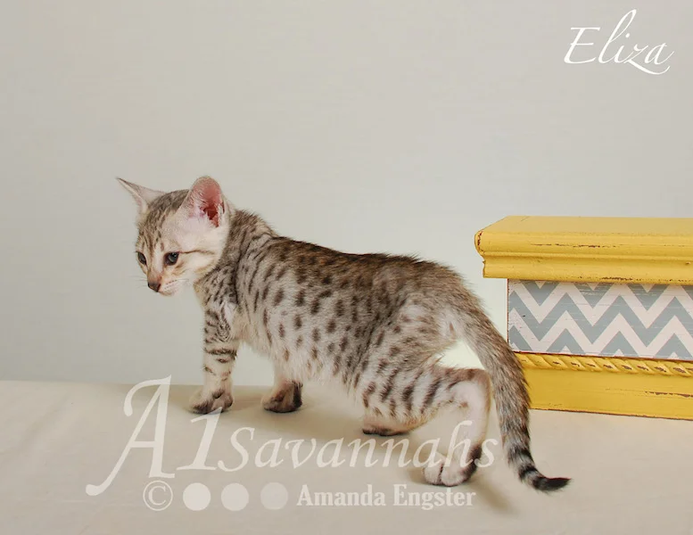 A1Savannahs Eliza SBT Female Savannah Kitten