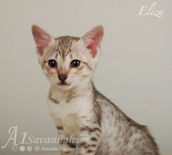 A1Savannahs Eliza SBT Female Savannah Kitten