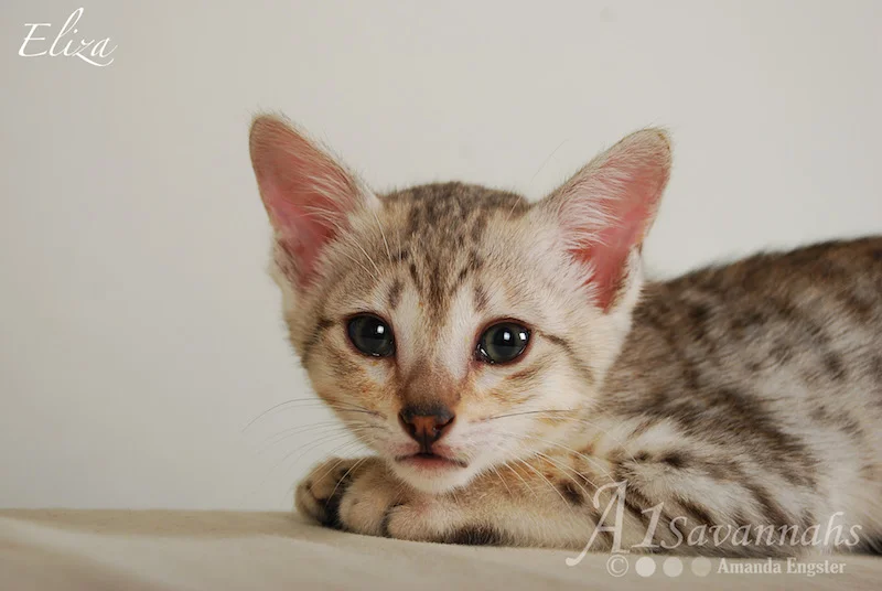 A1Savannahs Eliza SBT Female Savannah Kitten