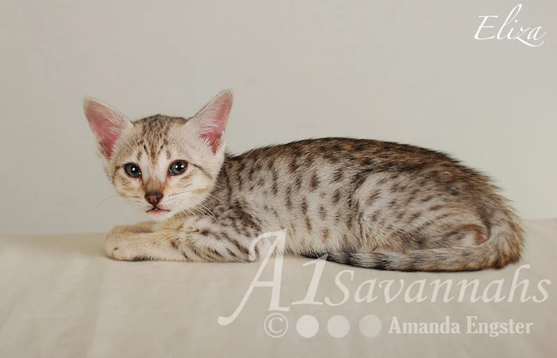 A1Savannahs Eliza SBT Female Savannah Kitten