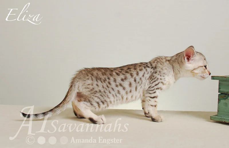 A1Savannahs Eliza SBT Female Savannah Kitten
