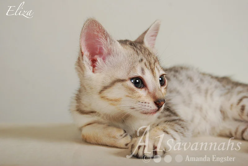 A1Savannahs Eliza SBT Female Savannah Kitten