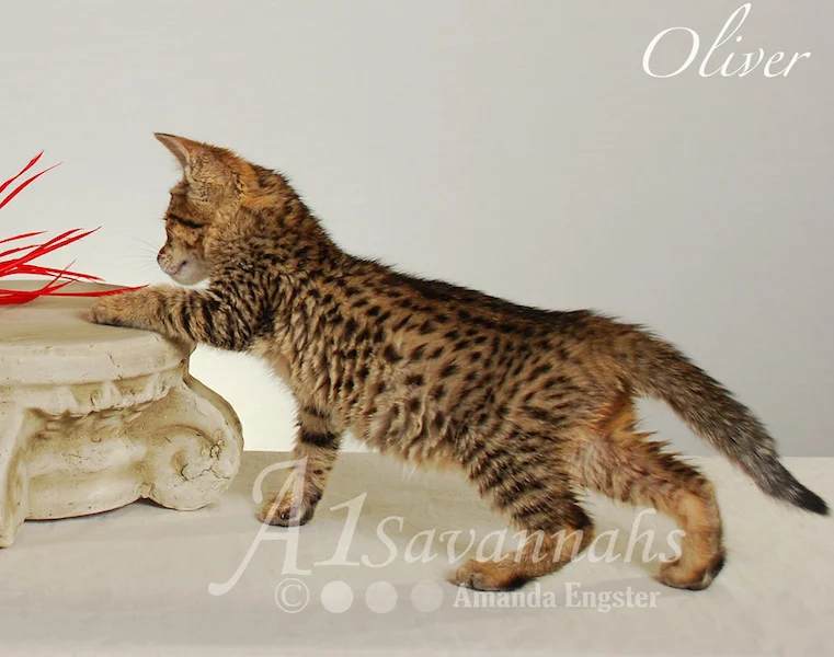 A1Savannahs Oliver F4 Male Savannah Kitten