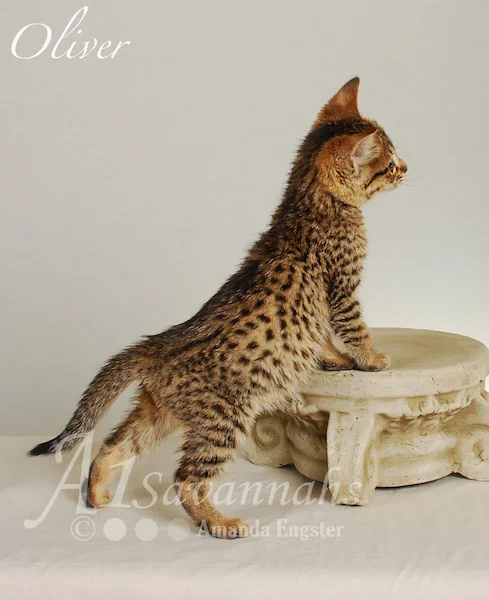A1Savannahs Oliver F4 Male Savannah Kitten