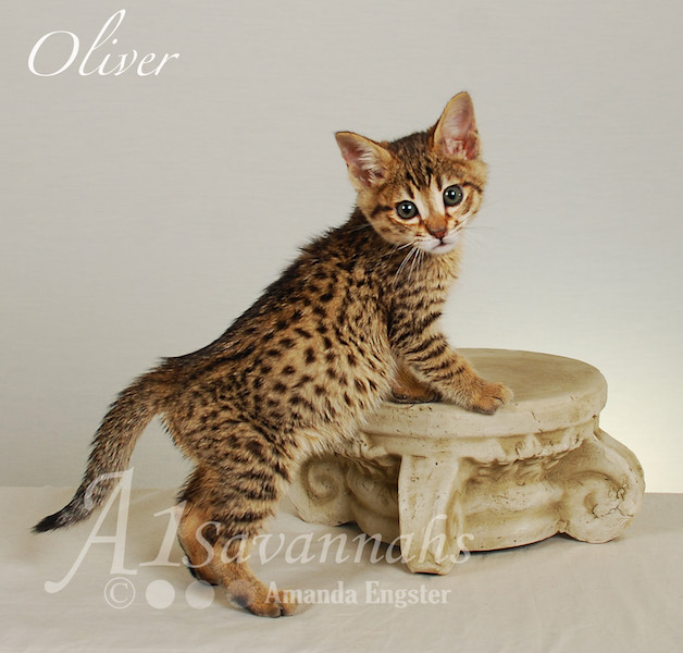 A1Savannahs Oliver F4 Male Savannah Kitten