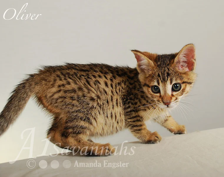 A1Savannahs Oliver F4 Male Savannah Kitten