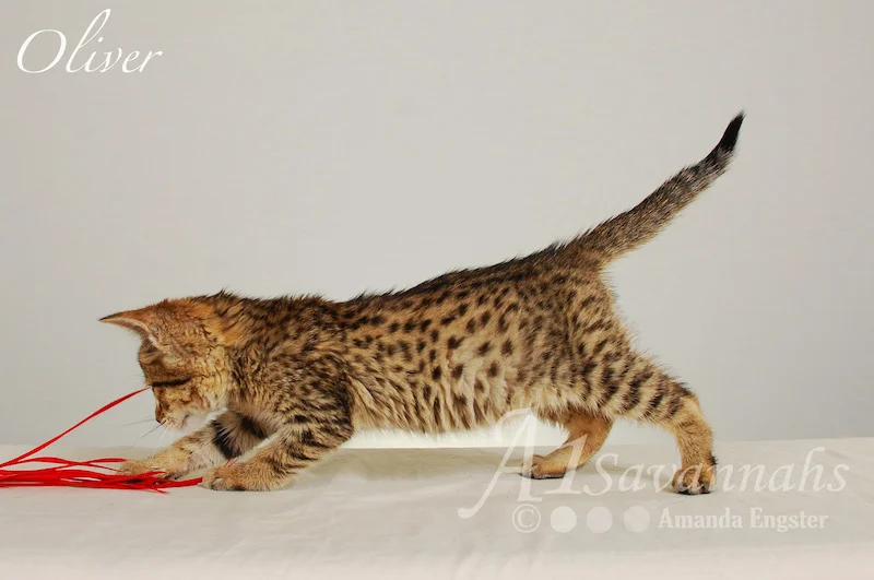A1Savannahs Oliver F4 Male Savannah Kitten