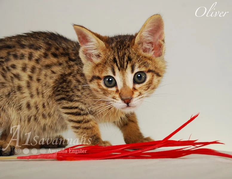 A1Savannahs Oliver F4 Male Savannah Kitten