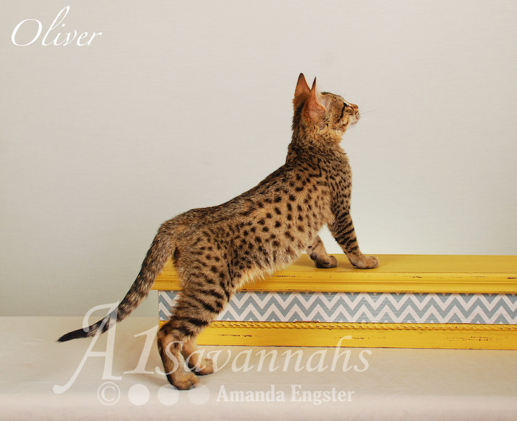 A1Savannahs Oliver F4 Male Savannah Kitten