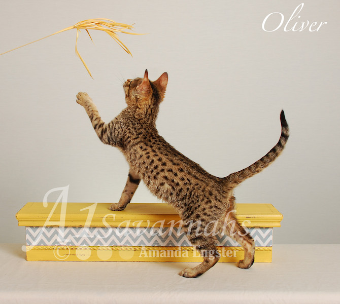 A1Savannahs Oliver F4 Male Savannah Kitten