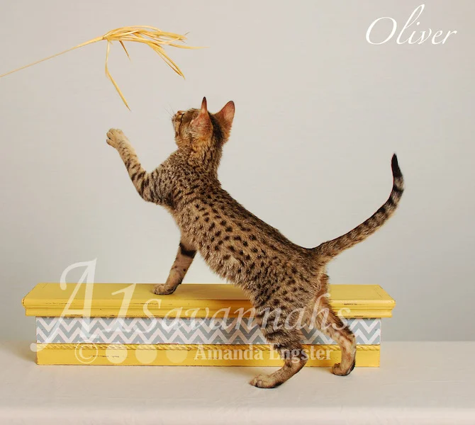 A1Savannahs Oliver F4 Male Savannah Kitten