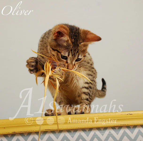 A1Savannahs Oliver F4 Male Savannah Kitten