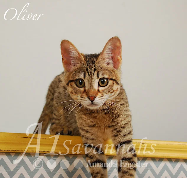 A1Savannahs Oliver F4 Male Savannah Kitten