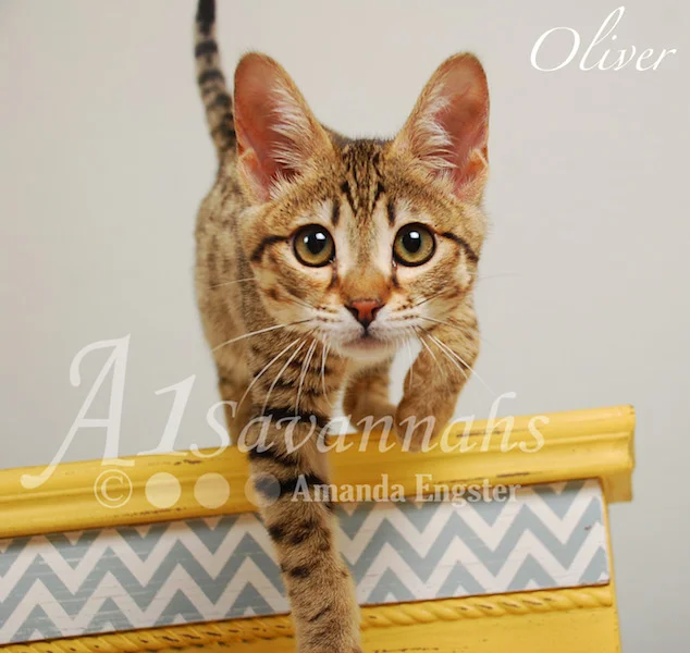 A1Savannahs Oliver F4 Male Savannah Kitten