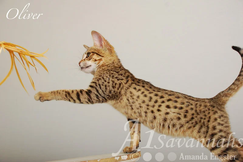 A1Savannahs Oliver F4 Male Savannah Kitten