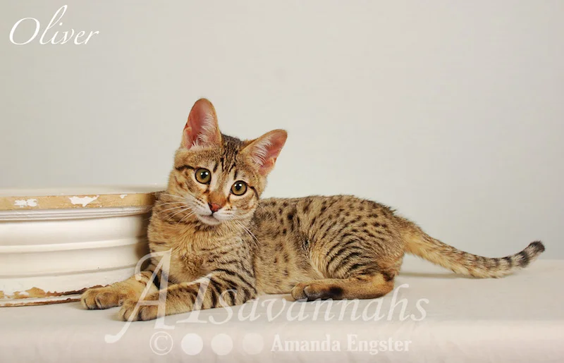A1Savannahs Oliver F4 Male Savannah Kitten