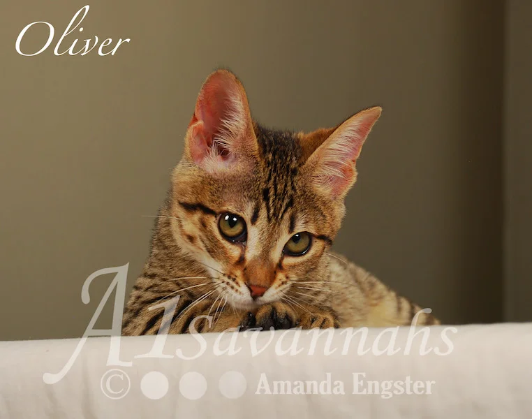 A1Savannahs Oliver F4 Male Savannah Kitten