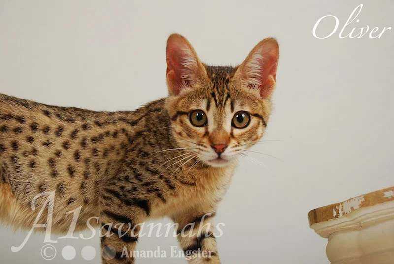 A1Savannahs Oliver F4 Male Savannah Kitten