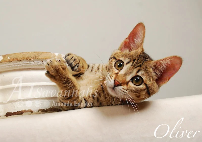 A1Savannahs Oliver F4 Male Savannah Kitten