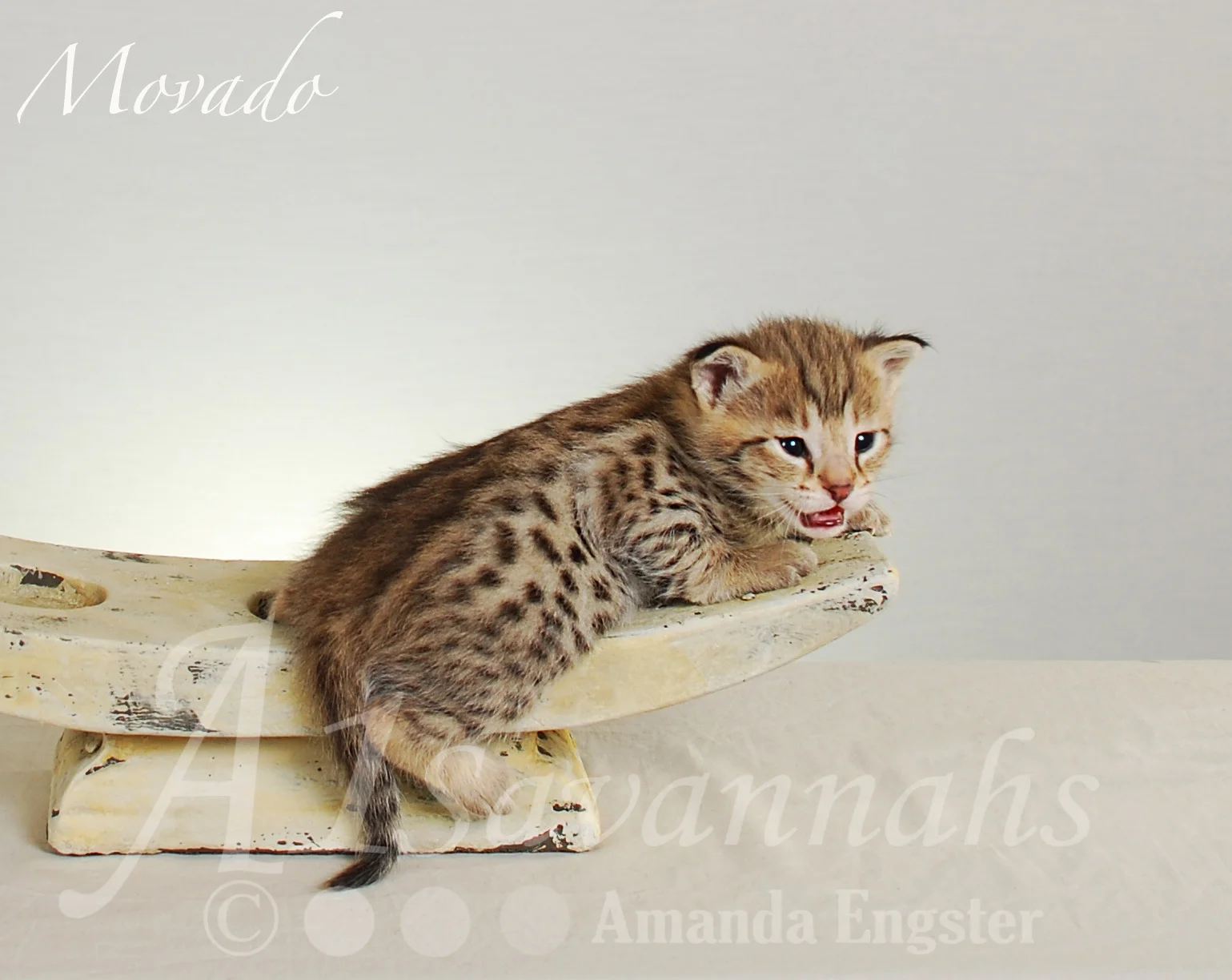A1Savannahs Movado F2 Male Savannah Kitten