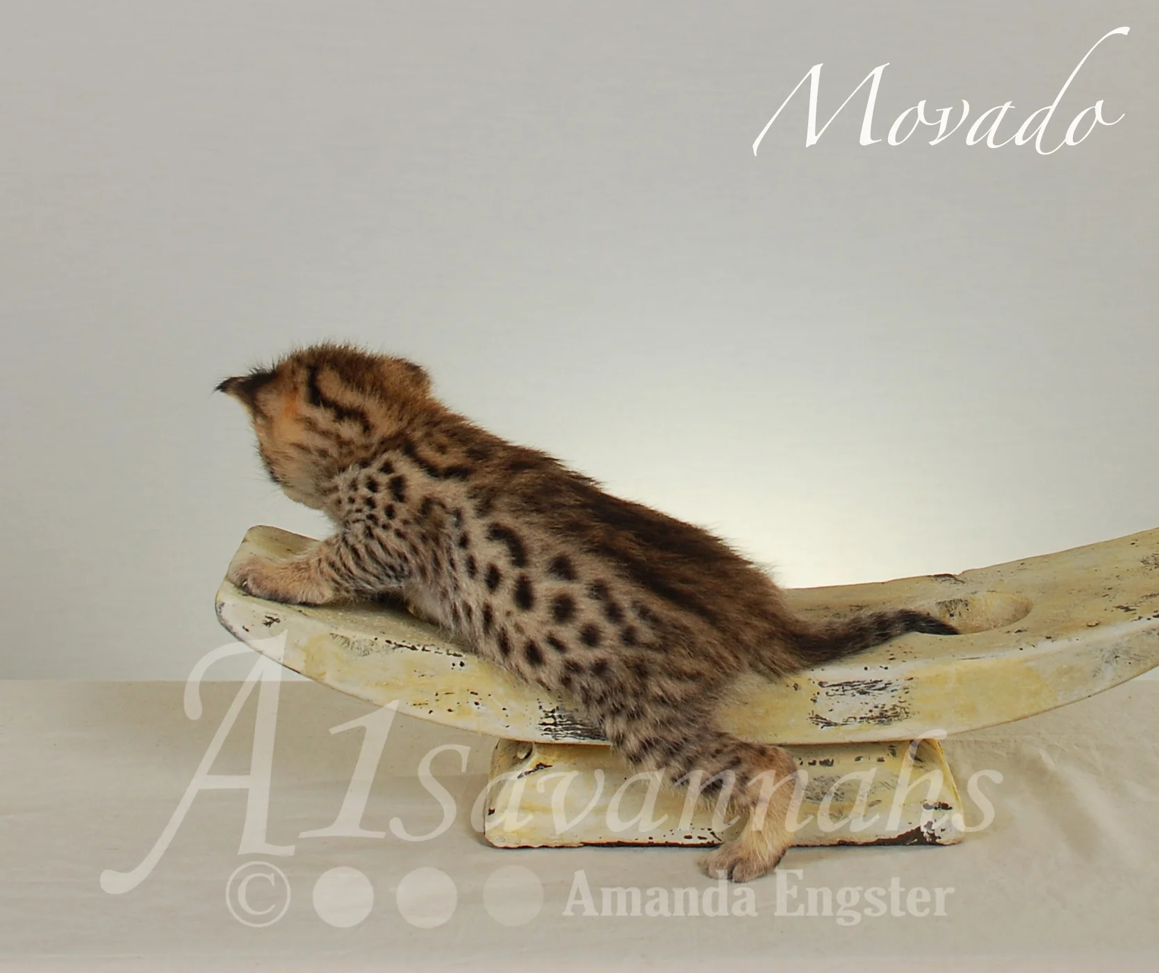 A1Savannahs Movado F2 Male Savannah Kitten