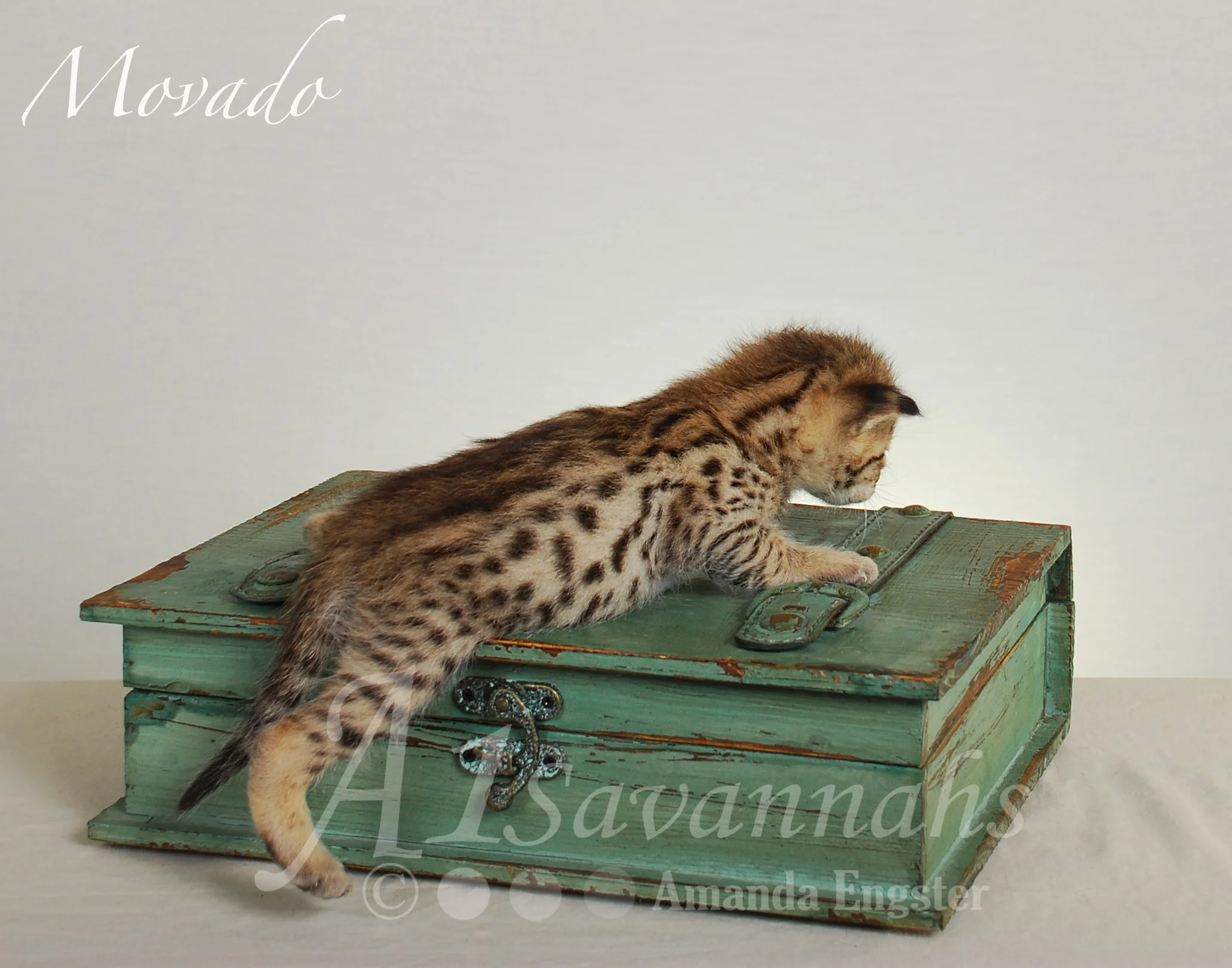 A1Savannahs Movado F2 Male Savannah Kitten