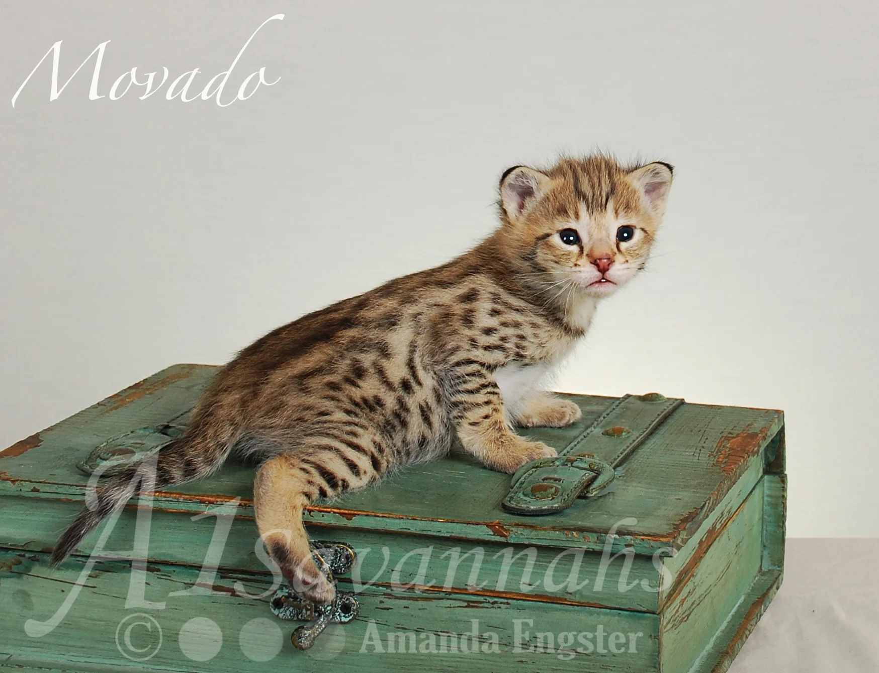 A1Savannahs Movado F2 Male Savannah Kitten