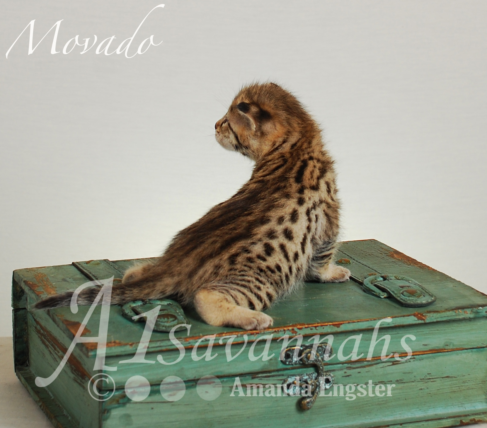 A1Savannahs Movado F2 Male Savannah Kitten