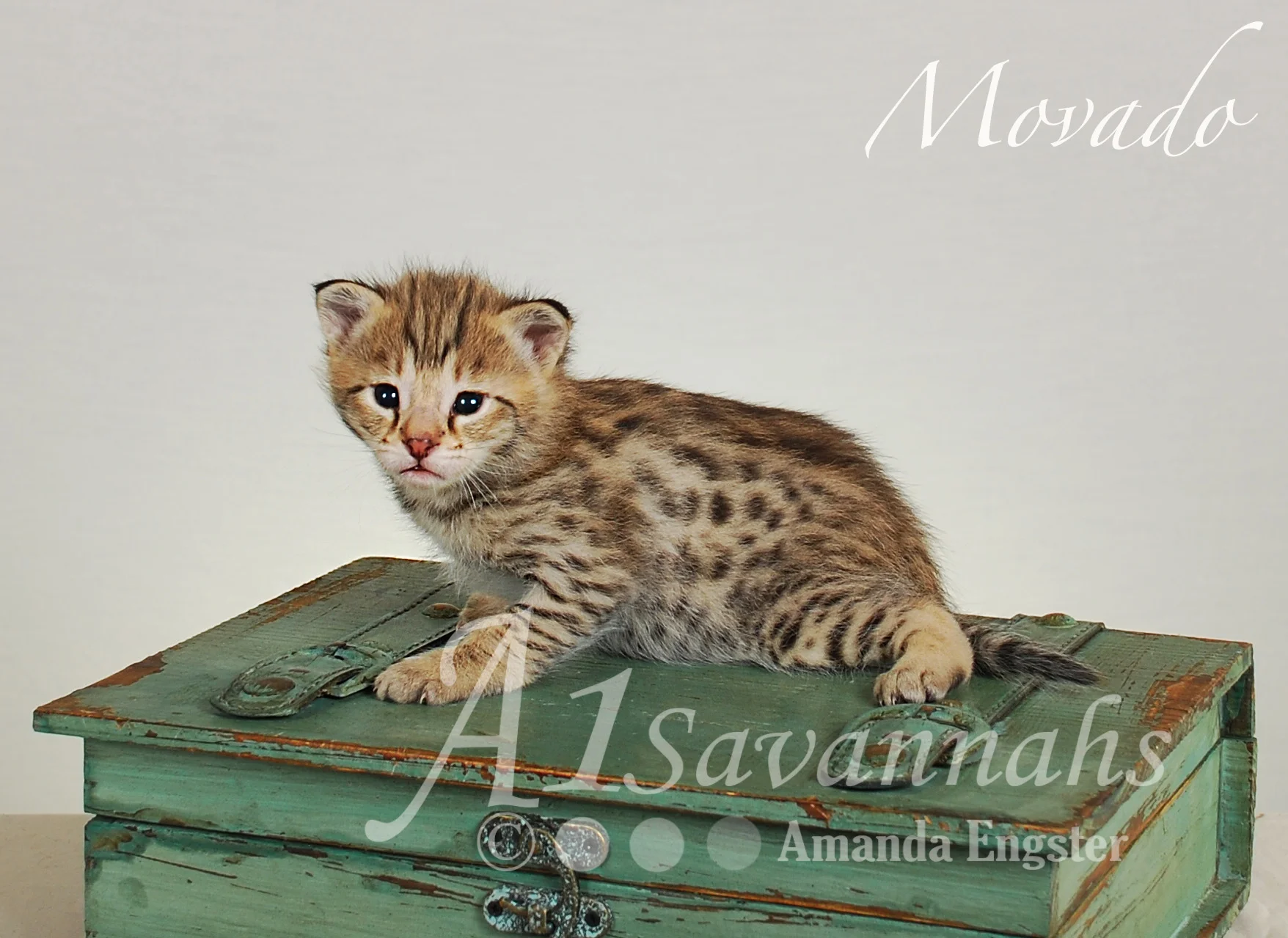 A1Savannahs Movado F2 Male Savannah Kitten