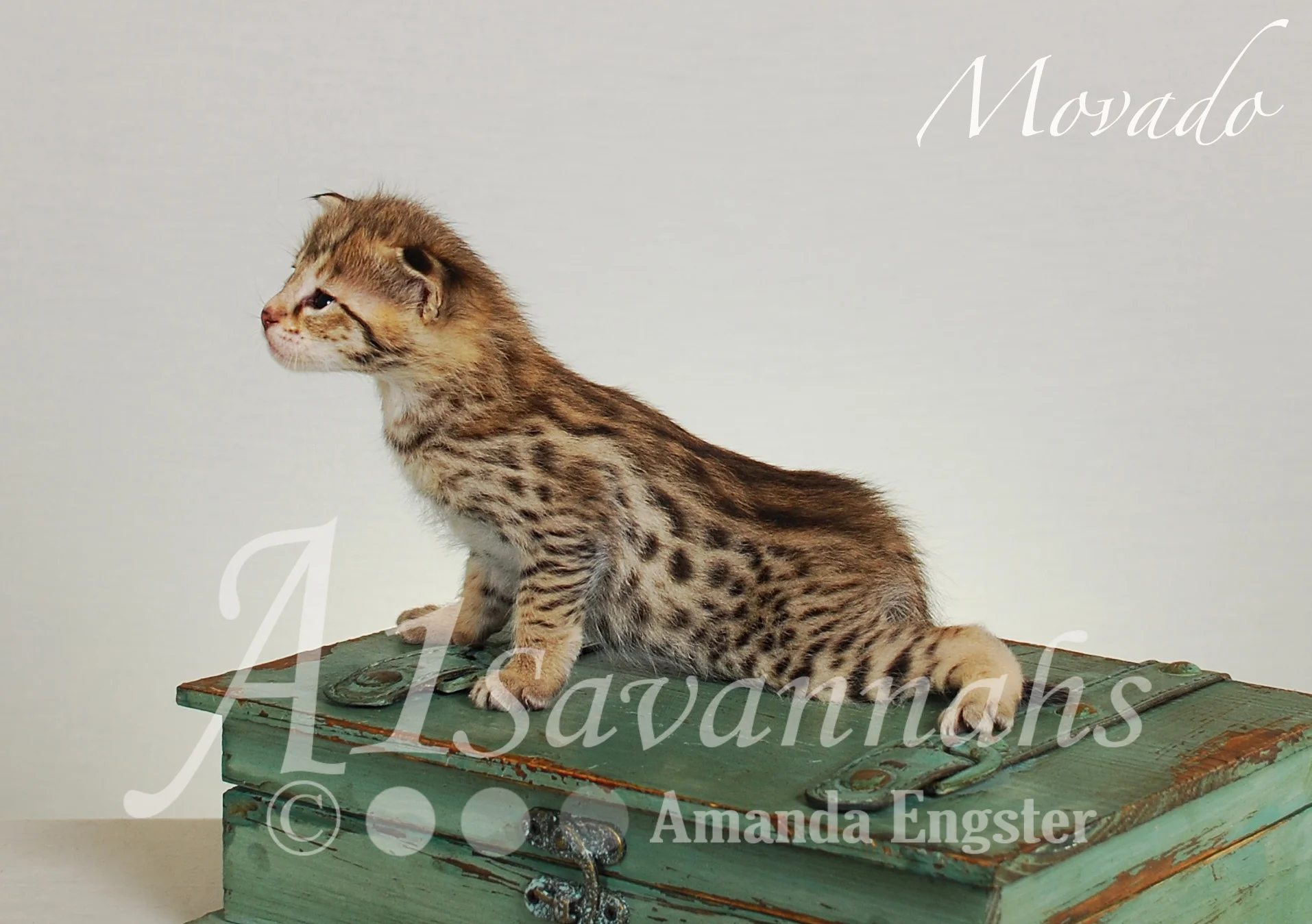 A1Savannahs Movado F2 Male Savannah Kitten
