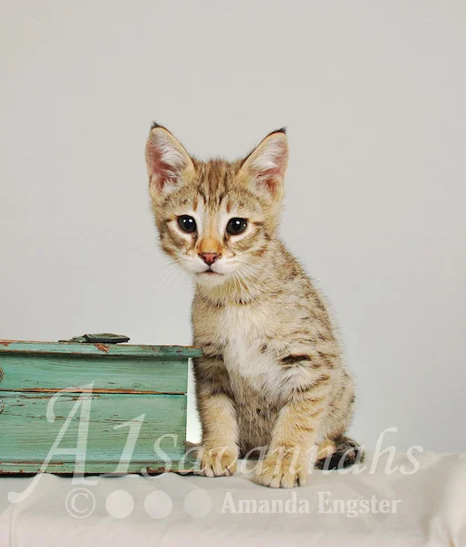 A1Savannahs Movado F2 Male Savannah Kitten