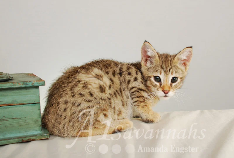 A1Savannahs Movado F2 Male Savannah Kitten