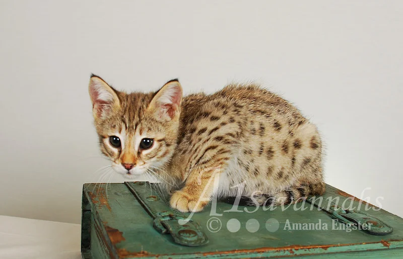 A1Savannahs Movado F2 Male Savannah Kitten