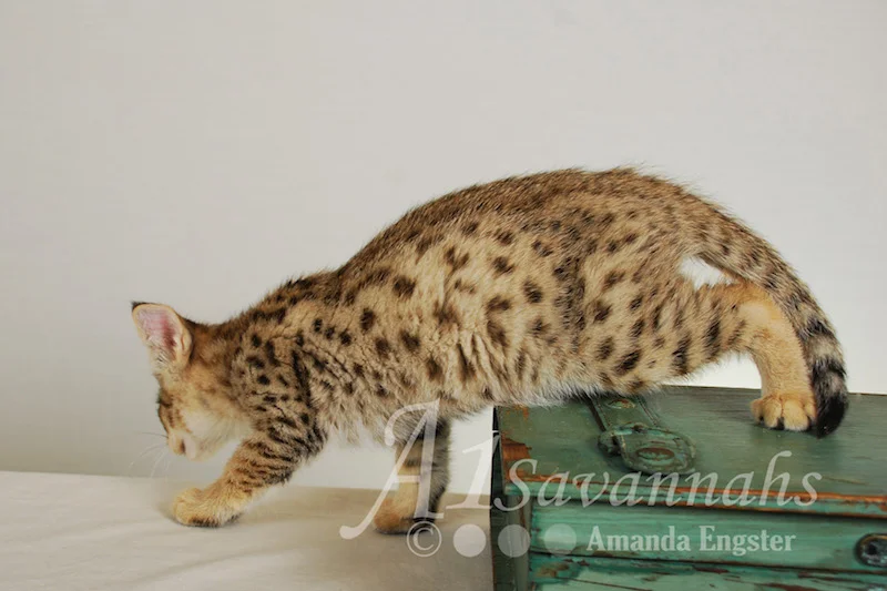 A1Savannahs Movado F2 Male Savannah Kitten