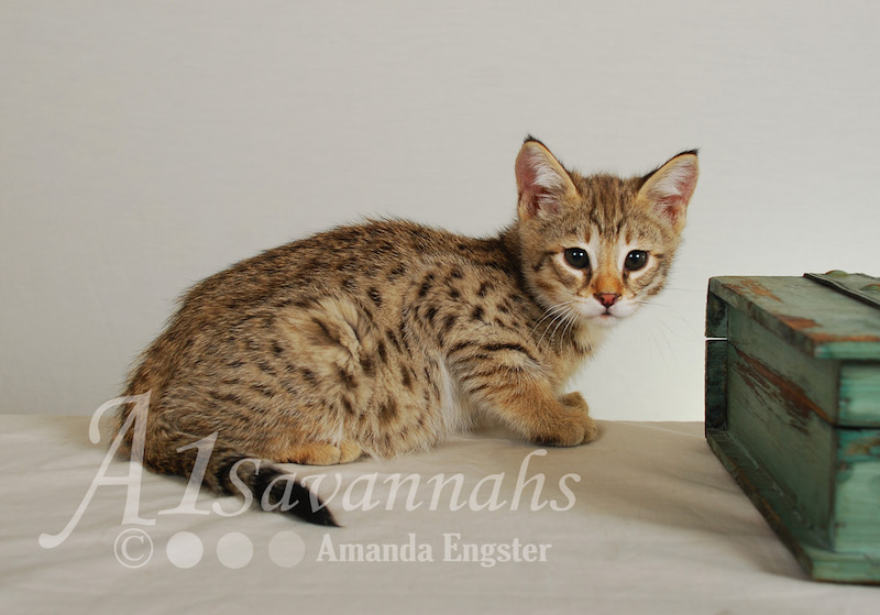 A1Savannahs Movado F2 Male Savannah Kitten
