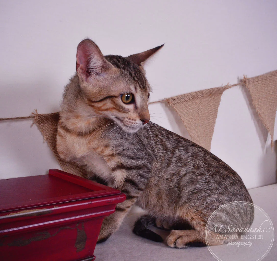 A1Savannahs Stanford SBT Male Savannah Kitten