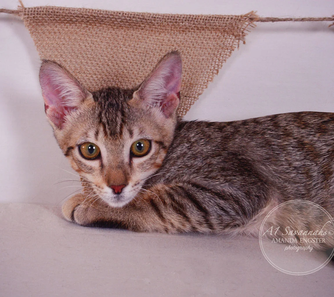 A1Savannahs Stanford SBT Male Savannah Kitten