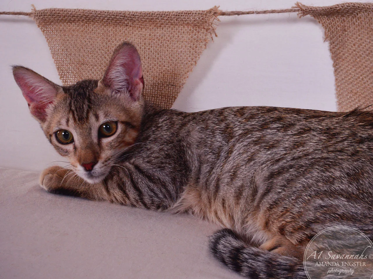 A1Savannahs Stanford SBT Male Savannah Kitten