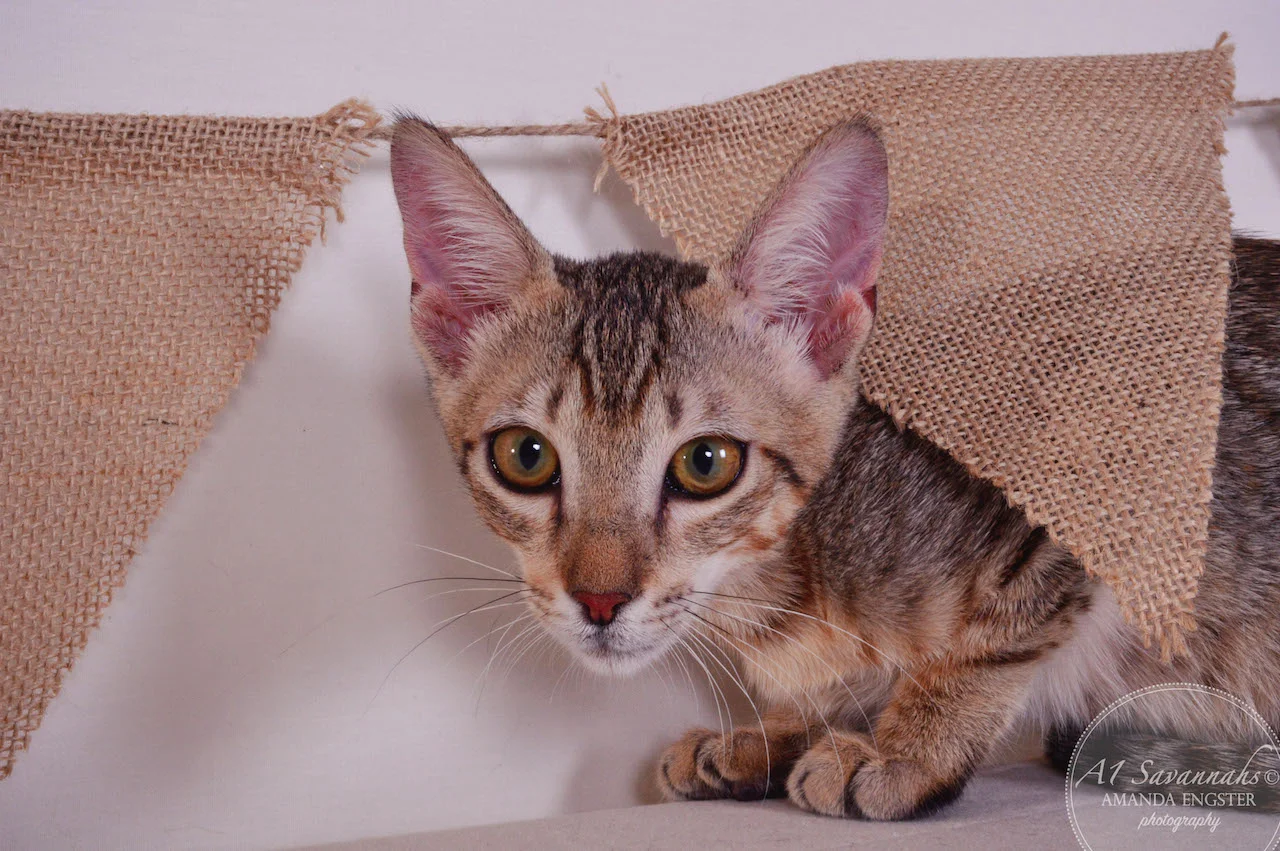 A1Savannahs Stanford SBT Male Savannah Kitten