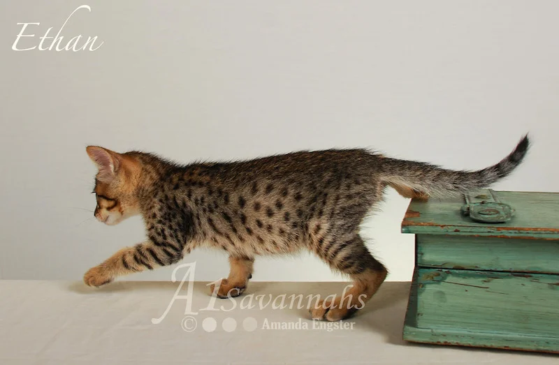 A1Savannahs Ethan SBT Male Savannah Kitten