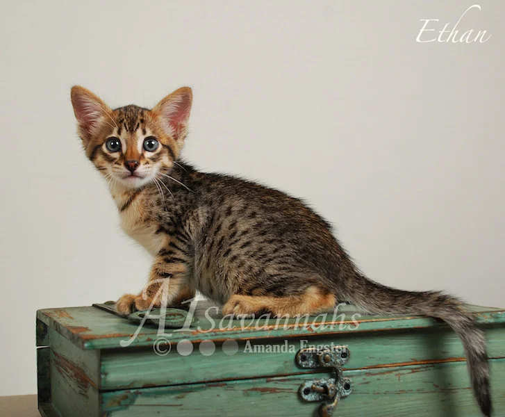 A1Savannahs Ethan SBT Male Savannah Kitten