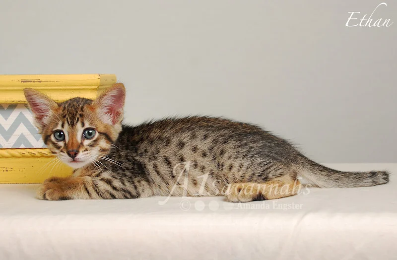 A1Savannahs Ethan SBT Male Savannah Kitten