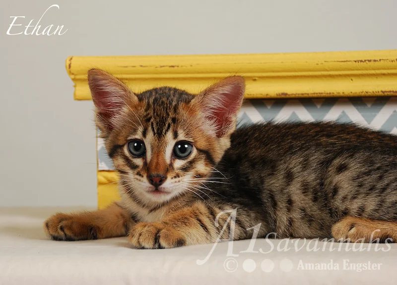 A1Savannahs Ethan SBT Male Savannah Kitten