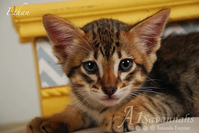 A1Savannahs Ethan SBT Male Savannah Kitten