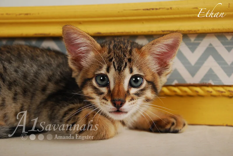 A1Savannahs Ethan SBT Male Savannah Kitten