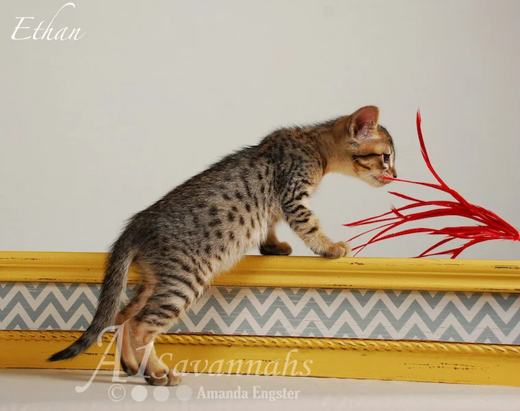 A1Savannahs Ethan SBT Male Savannah Kitten