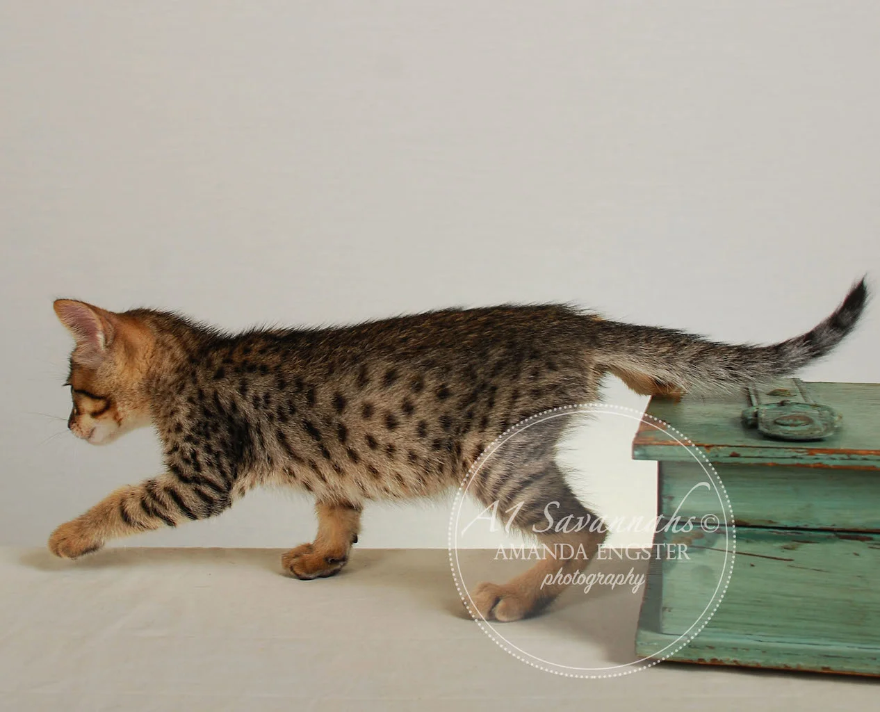 A1Savannahs Ethan SBT Male Savannah Kitten