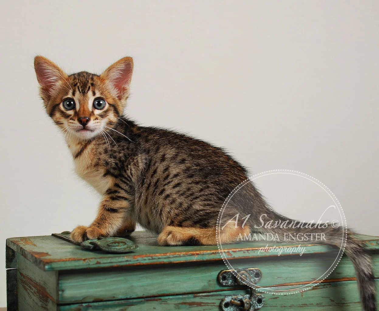 A1Savannahs Ethan SBT Male Savannah Kitten